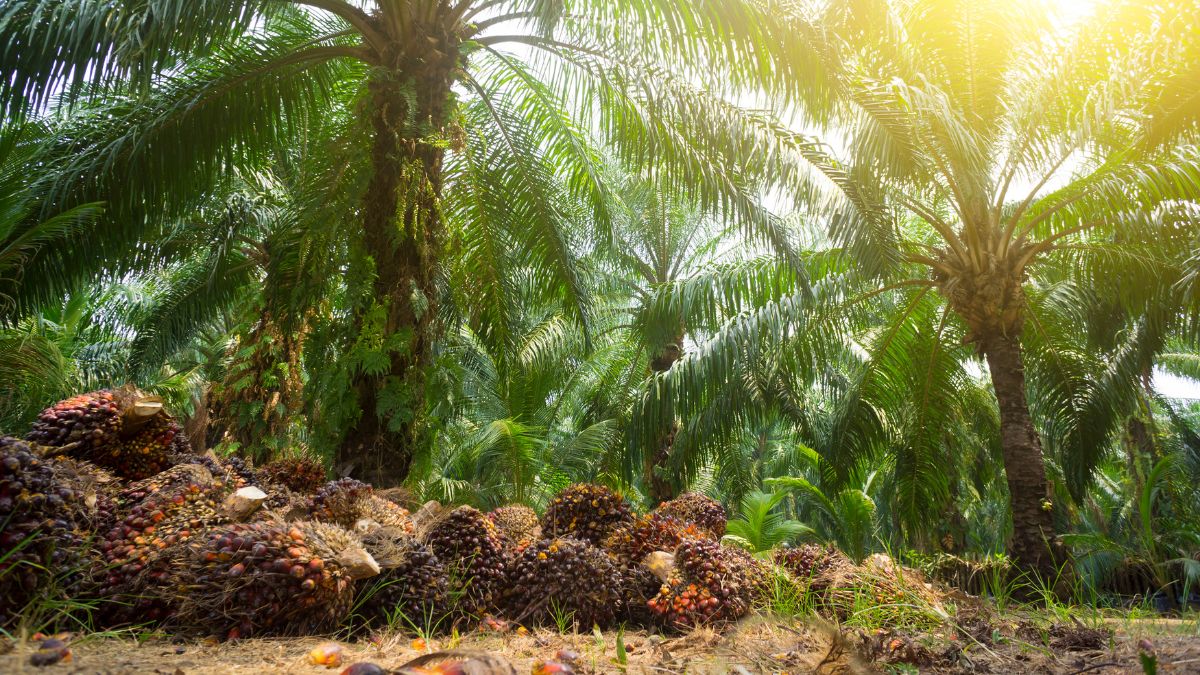 COD and BOD in Palm Oil Mill Effluent