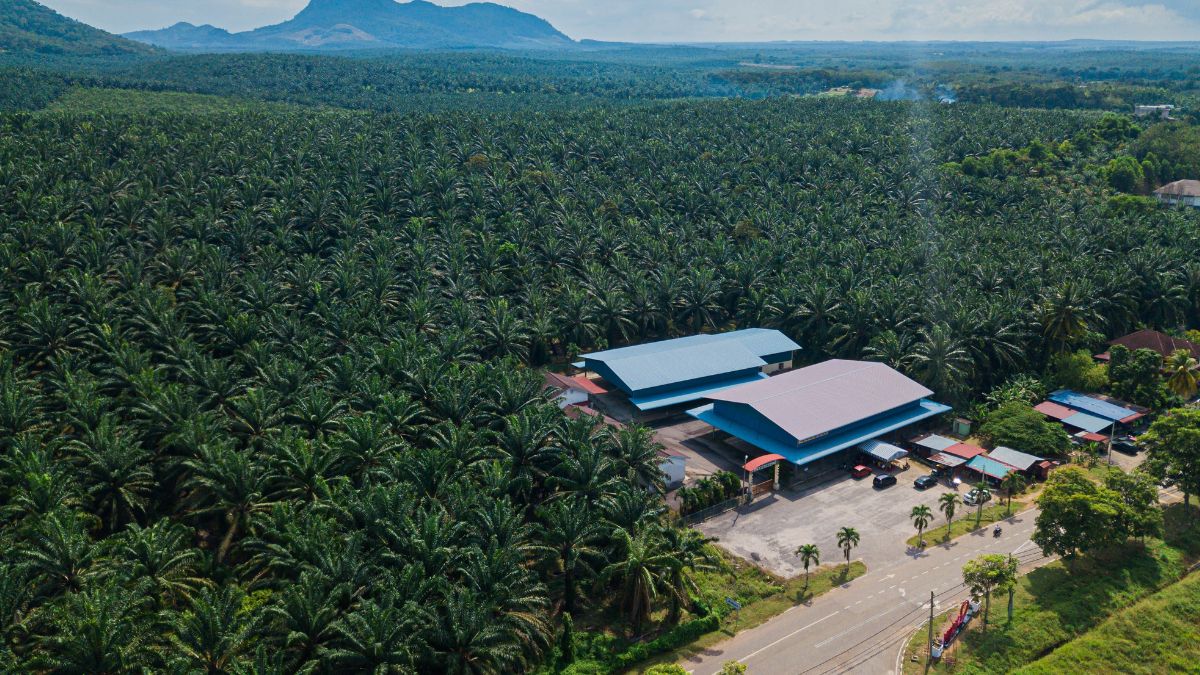scaling in Palm Oil Boilers