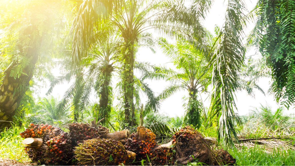 TSS in palm oil wastewater