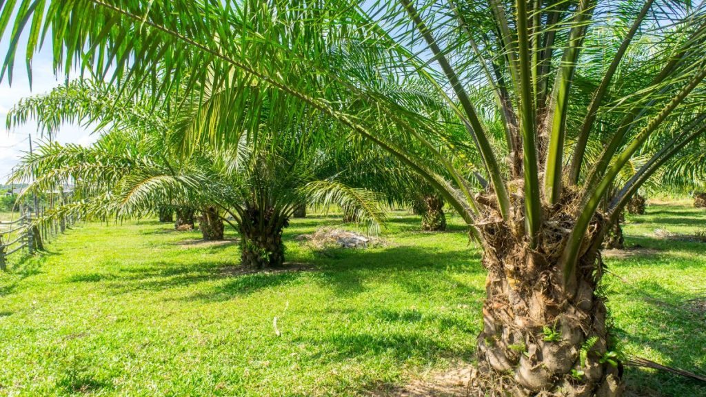 palm oil mill raw water treatment